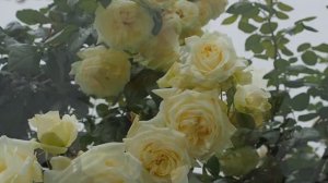 Плетистая роза ЭЛЬФ. Обзор сорта.