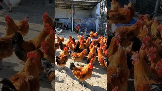 Raising Chickens in the Yard смотреть онлайн