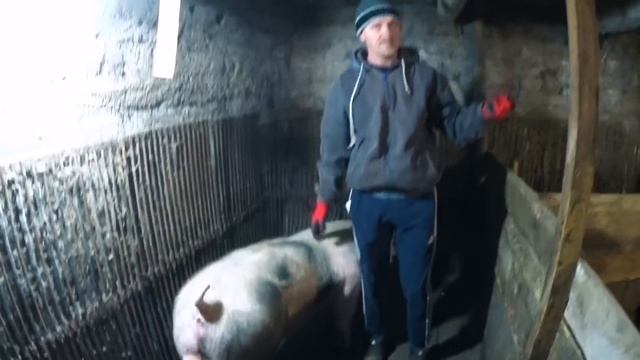 Хряк класса элит пьетрен /макстер с племенным свидетельством наши мечты или реальность? смотреть онлайн