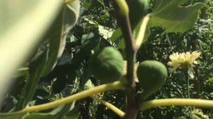 Инжир. Маленький секретик при выращивании растения.