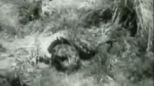 Python attacks leopard смотреть онлайн