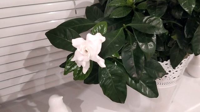Мои комнатные цветы: Жасминовидная Гардения / My beautiful Jasmine Gardenia смотреть онлайн