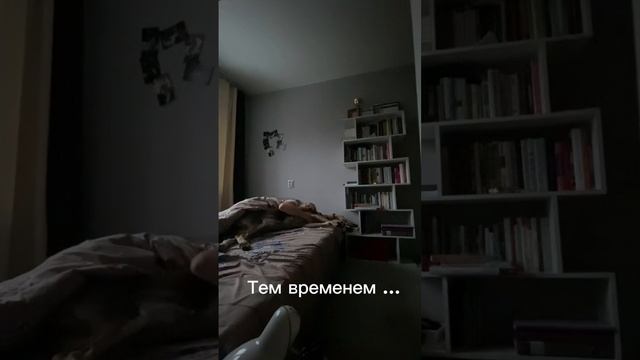 Никогда собака не будет спать со мной . Я так говорила когда только завела Артемиду . у вас так же смотреть онлайн
