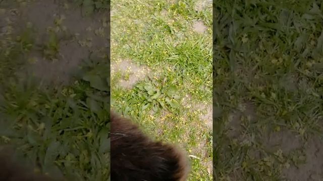 Простой кот не хочет есть мышь смотреть онлайн