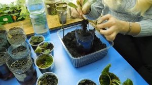 ?ГЛОКСИНИЯ НА ФИТИЛЬНОМ ПОЛИВЕ ! ?How to grow gloxinia