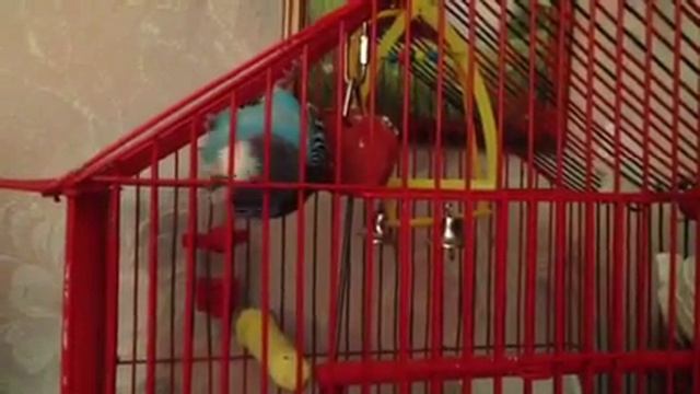 Попугай или летучая мышка смотреть онлайн