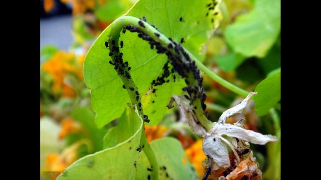 Вредители огурцов в теплице: описание и методы борьбы
