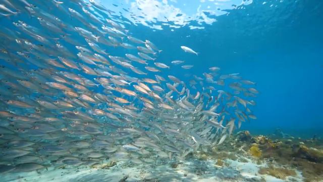 Ocean 4K - Beautiful Ocean Wildlife - Relaxing Piano Music - Lullaby, Stress Release, Spa, Yoga смотреть онлайн