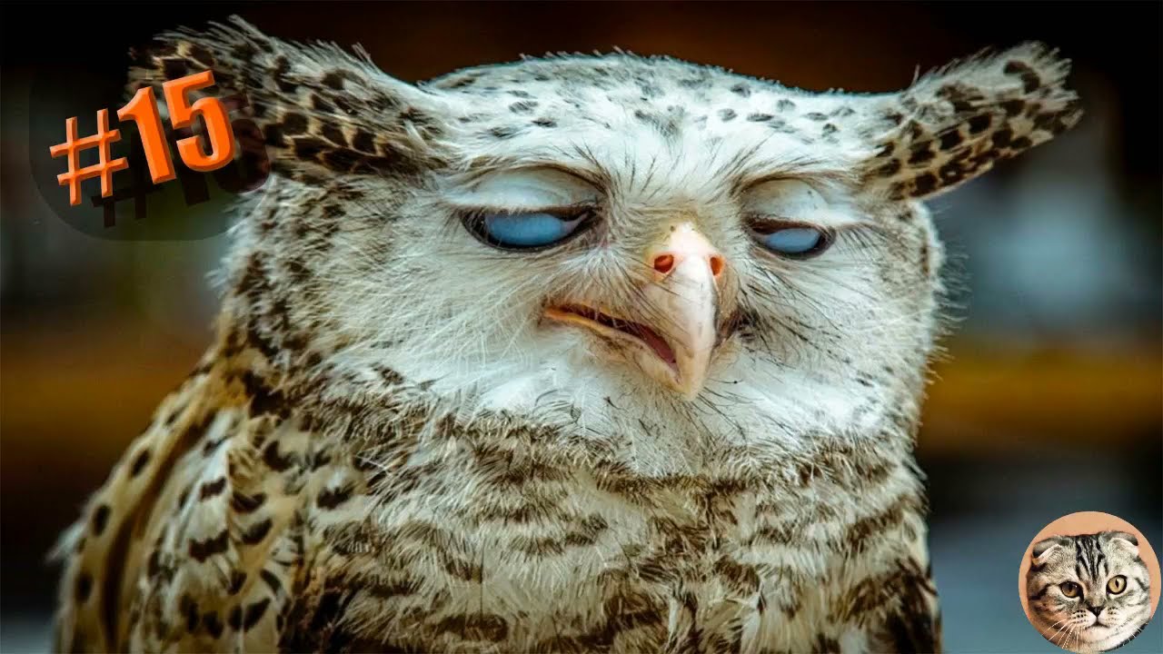 СМЕШНЫЕ КОШКИ И СОБАКИ 2021?? / 587 сек. СМЕХА/ Приколы с животными 2021 #15 смотреть онлайн