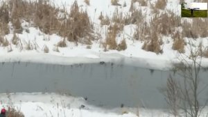 ХАТСАН 125!Охота на на утку пневматическое оружие хатсан 125 .........  Evil Hunter