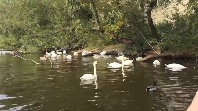 Прага. Часть 3. Прогулка, река, романтика! смотреть онлайн