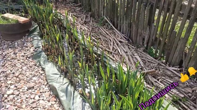 Биоплато. Биоплато для пруда. Растения в биоплато. Пруд с биоплато. Ирис. Рогоз. Камыш. Асока. Филь смотреть онлайн