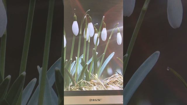 Первоцветы смотреть онлайн