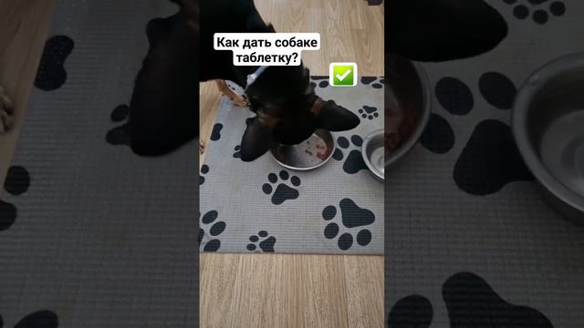 Как дать собаке таблетку или миссия невыполнима 💊🐶✅️ #русскийтой #тойтерьер #toyterrier_club смотреть онлайн