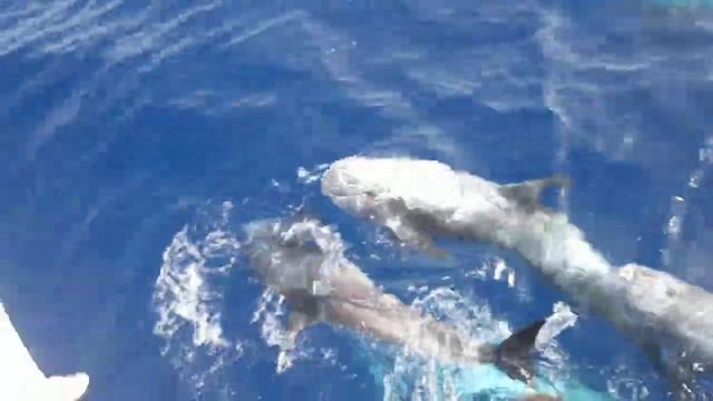 Дельфины в Красном море смотреть онлайн