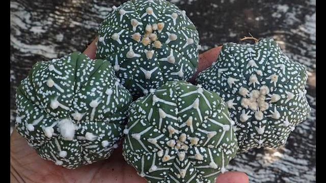 Most Beautiful Astrophytum Asterias V type In The World P2 - Rare Cactus Tours смотреть онлайн