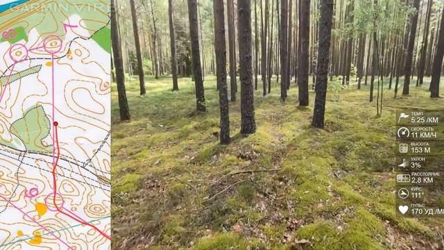 Спортивное ориентирование (headcam orienteering) - Чемпионат СЗФО, эстафета, Алоль - 13.07.2022 смотреть онлайн