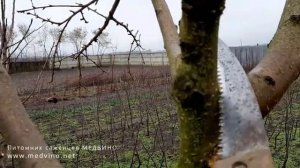 Омолаживающая обрезка персика