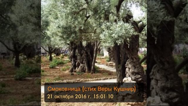 Смоковница (стих Веры Кушнир) смотреть онлайн