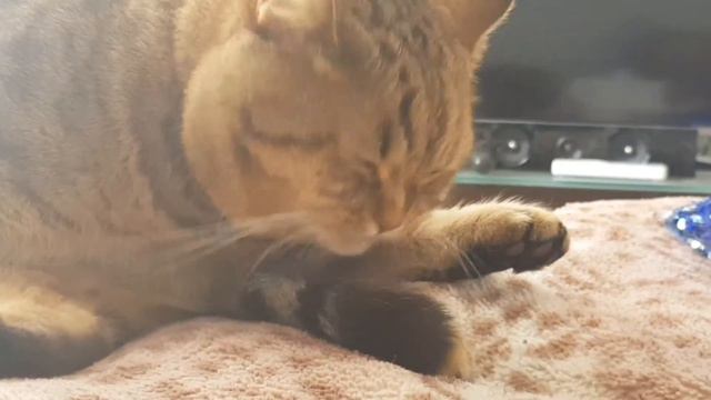 Сяпа лижет свой хвостик смотреть онлайн