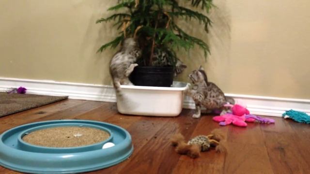 TexasStar Bengals F1 Silver Bengal kittens смотреть онлайн