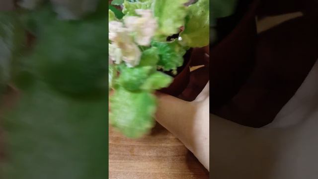 Листочек фиалки дал детку смотреть онлайн