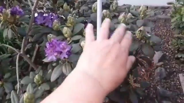 Rhododendron richtig pflegen, gießen, düngen und ausbrechen. Das musst du beachten. Im Garten смотреть онлайн