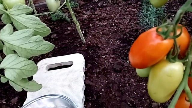 Гибрид томата ЭРКОЛЬ F1 смотреть онлайн