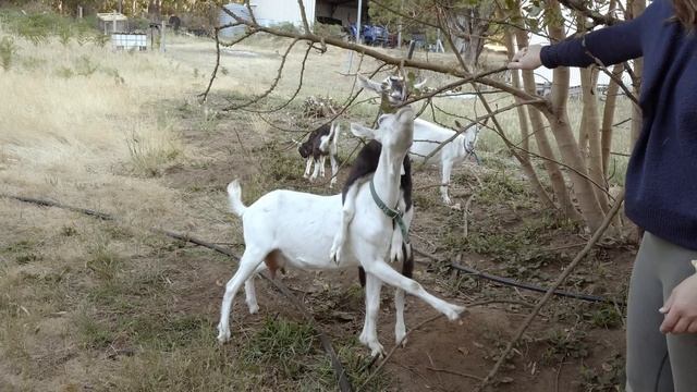 5am morning routine milking my goats. A peaceful chat on the milk stand - Free Range Homestead Ep 2 смотреть онлайн