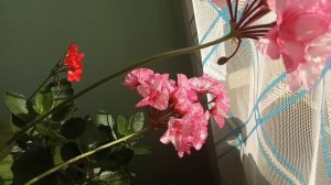 Пеларгония зональная от фирмы "Маверик" (розовая).