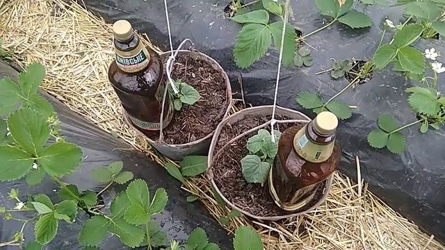 Огурцы в вёдрах, часть 2: особенности полива. смотреть онлайн