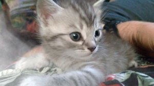 Самая грустная песня о потере братьев наших меньших.