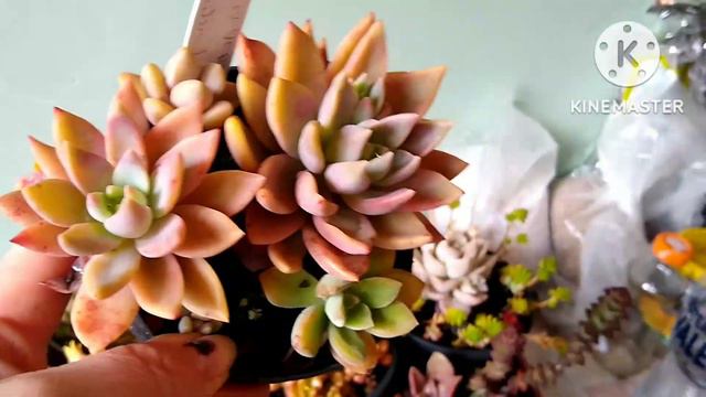 Identificação de suculentas, mais de 40 cultivadas a sol pleno . смотреть онлайн