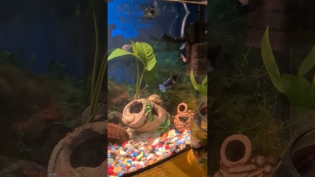 Аквариум на 30 литров. Сапфировые попугайчики, неоны, курочки, анциструс альбинос и 2 коридораса. смотреть онлайн