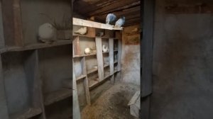 Почему сохнут голуби?