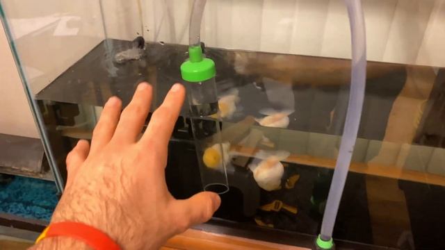 How I Do Water Changes - Python Water Change System смотреть онлайн