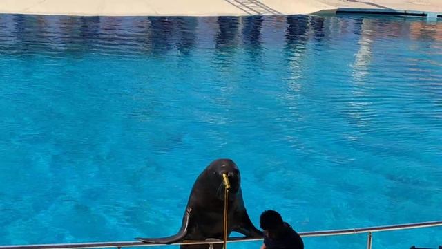 Дельфинарий СиАлания, Seapark Alanya, #sealanya, dolphin show. смотреть онлайн
