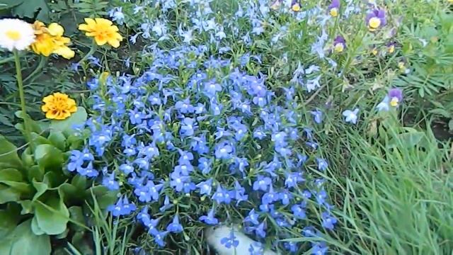 Цветник трех цветов: белый, желтый и голубой смотреть онлайн