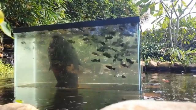 Как отличить жаб и лягушек. Где живут лягушки \ Where do frogs live. смотреть онлайн