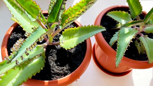 ВЛОГ: РАСПАКОВКА посылок/ КАБАЧКИ в кляре/ VLOG: UNPACKING PACKAGES / Zucchini in batter/ смотреть онлайн