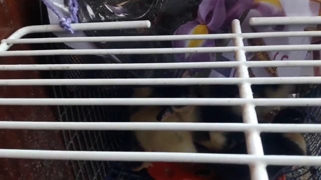 Утятам уже неделя! В инкубаторе сломался переворот яиц..Наши утята. смотреть онлайн