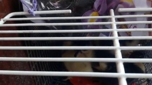 Утятам  уже неделя! В инкубаторе сломался переворот яиц..Наши утята.