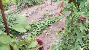 Какой процент затеняющей сетки лучше  для ягоды