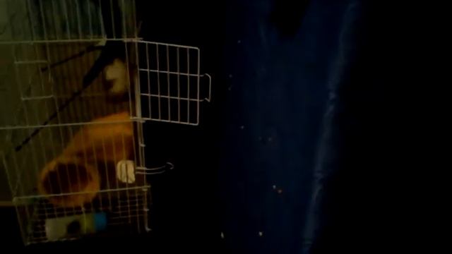 Воша Жмотина) смотреть онлайн