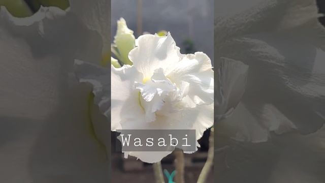 WASABI (?) | adenium | desert rose | by aboynamedaboy смотреть онлайн