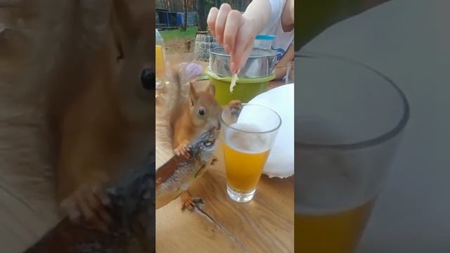 Белочка пришла? смотреть онлайн