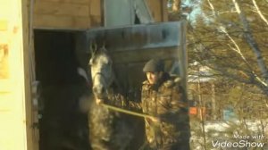 Цыганские Лошади 89635033769