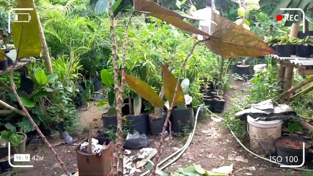 Harga Alocasia Black Jack Papua Petani 38