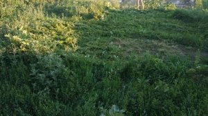 Самодельный тример из бензопилы урал 2 и китайского тримера