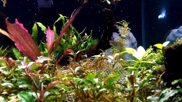 Beginner Aquarium Plants Without SOIL: 10 AQUARIUM PLANTS THAT DON'T NEED SOIL смотреть онлайн